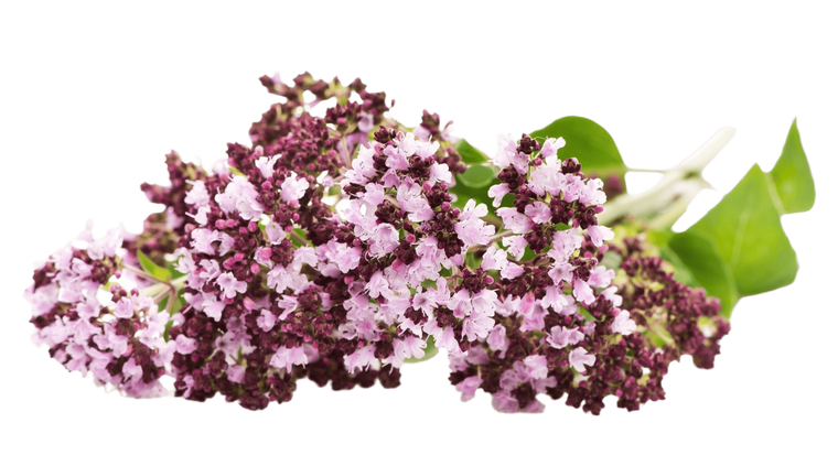 Valerian Root:Valerian root has been used for centuries to promote relaxation and restful sleep. 