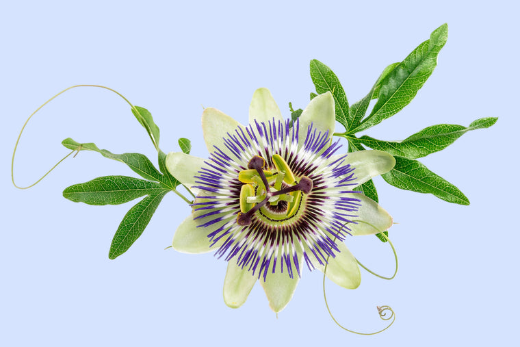 Passionflower:ExtractClinically studied toimprove sleepquality.